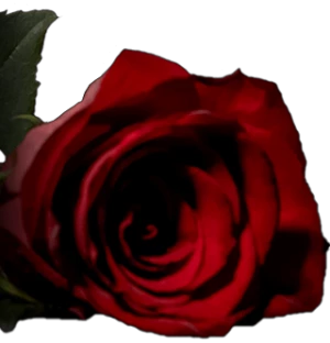 Blume
