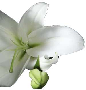 Blume